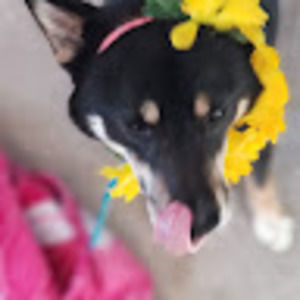 Meet your Posher, Todd